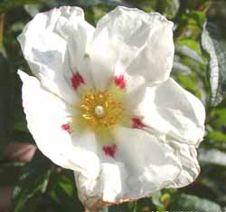 A white spotted Cistus flower open in the garden on 22 Mar 2005. Click for larger. 