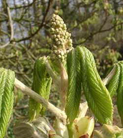 Rapid flowerbud and expanding leaves of horse-chestnut on 28 March 2005. Click for larger. 