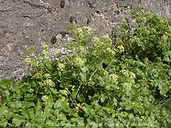 Alexanders (Smyrnium olusatrum) starting to flower at the old Almshouses near Beaumaris. Click for larger.