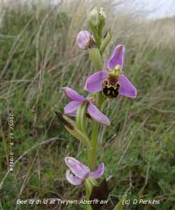 Bee orchids in flower at Twywn Abeffraw. Click for larger. 