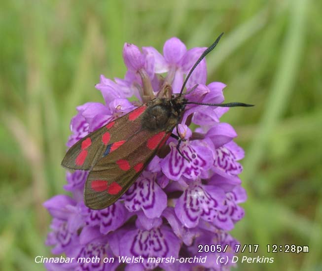 Cinnabar moth taking nectar from a Welsh marsh-orchid. Click for larger. 