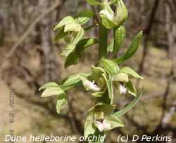 Dune helleborine orchid in flower on Anglesey. Photo: © D. Perkins. 