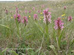 Early marsh orchids in flower on Anglesey. Click for larger. 
