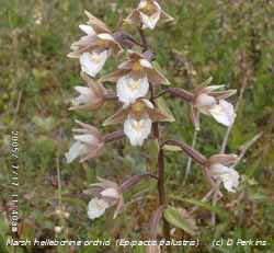 Marsh helleborine orchid in flower on Anglesey. Click for larger. 