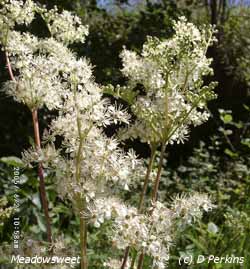 Meadowsweet is in July. Click for larger. 