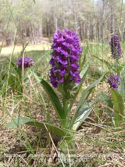 Northern marsh-orchids in flower in Newborough Forest. Click for larger. 
