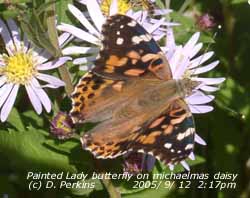 Painted lady butterfly on michaelmas daisy. Click for larger. 