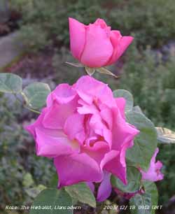 Rose The Herbalist flowering in December (c) D Perkins.
