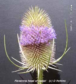 Flower head of teasel. Click for larger. 