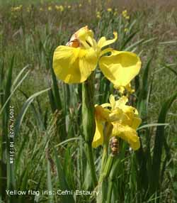 Yellow flag iris in flower at Cefni Estuary. Click for larger. 