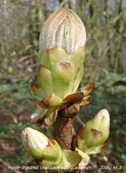 Sticky buds opening on horse-chestnut to form yellow candles.
