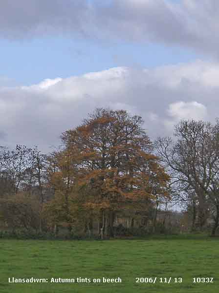 A Llansadwrn beech tree with autumn tinted leaves.