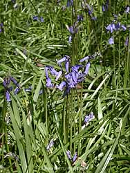 Bluebells flowering in the wood at the weather station in Llansadwrn.