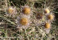 Dead heads of the carline thistle viewed from above at Tywyn Aberffraw.