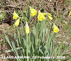 The first daffodils of the season in bloom in Llansadwrn.