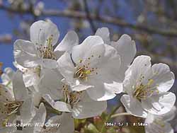 Wild cherry (Prunus avium) flowering in Llansadwrn.