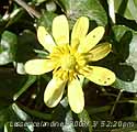 The first lesser celandine flower seen in Llanasdwrn in 2006.