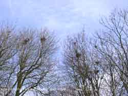 Rooks attending their nests on 17 February 2006; cirrocumulus above.