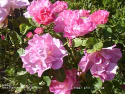 Rose The Herbalist in the garden (c) D Perkins.