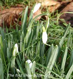 The first snowdrops of 2006 had emerged in the garden.