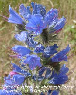 Viper's Bugloss in flower alongside track in Newborough Forest. Click for larger. 