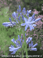 Raindrops on Agapanthus flowers.