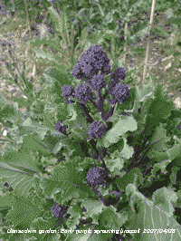 A fine head of early purple sprouting broccoli on the vegetable plot.
