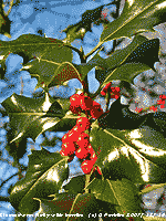 Holly berries missed by the birds in the wood at the weather station.