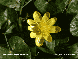 Lesser celandine in flower on sunny day in 12.2C temperature.
