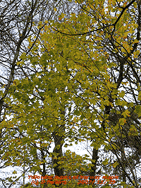 Yellowing leaves of Norway maple.