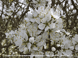 Blackthorn was still flowering in a Llansadwrn hedgerow.