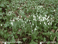 Snowdrops flowering in the wood at the weather station. 