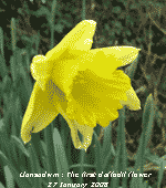 Llansadwrn's first daffodil of the season.