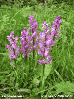 Early purple orchid on an Anglesey roadside.