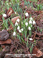 Snowdrops, fallen leaves and beech nut cases.
