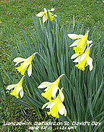 Planty of daffodils on St. David's Day in 2008.