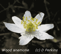 Wood anemone, habitat view.