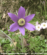 Pasque flower Anenome pulsatilla on the rockery banks.