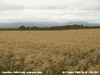 Field of barley under grey skies awaiting harvest.