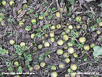 Fallen crab apples remain on the ground since autumn.