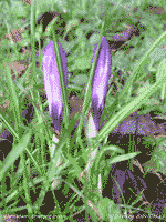The first purple crocus to flower this year in the garden.