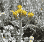 Cotton weed (Diotis blanc) Otanthus maritimus flowering on Plage de Pamelonne, Provence.