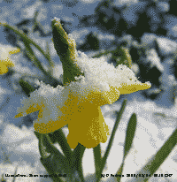 Snow capped 20 cm tall daffodil (Narcissus) in the garden.