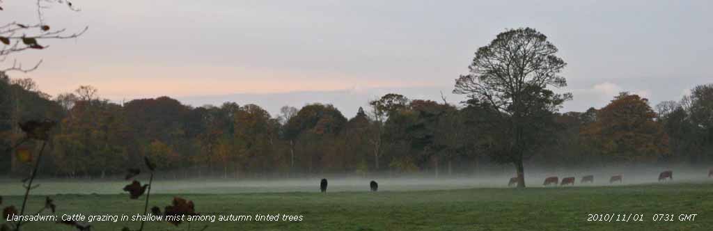 Cattle grazing in shallow mist among autumn tinted trees.