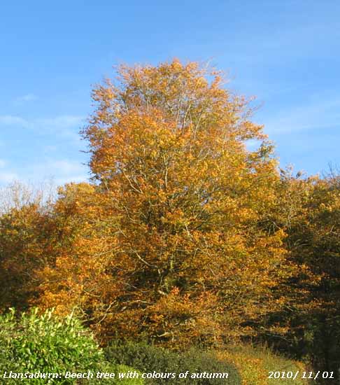 Well developed autumn colours on beech.