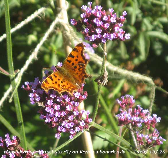 Long-flowering Verbena bonariensis still attracting butterflies.