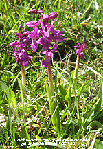 Early purple orchid at Cors Goch, Anglesey.