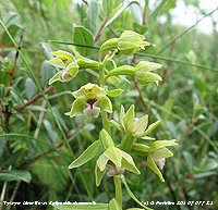 Close up of the dune helleborine flowers.