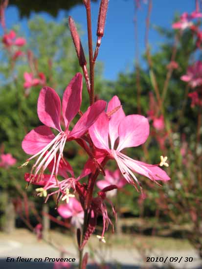 In flower in Provence.