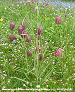 Snake's head fritillary in the meadow garden.